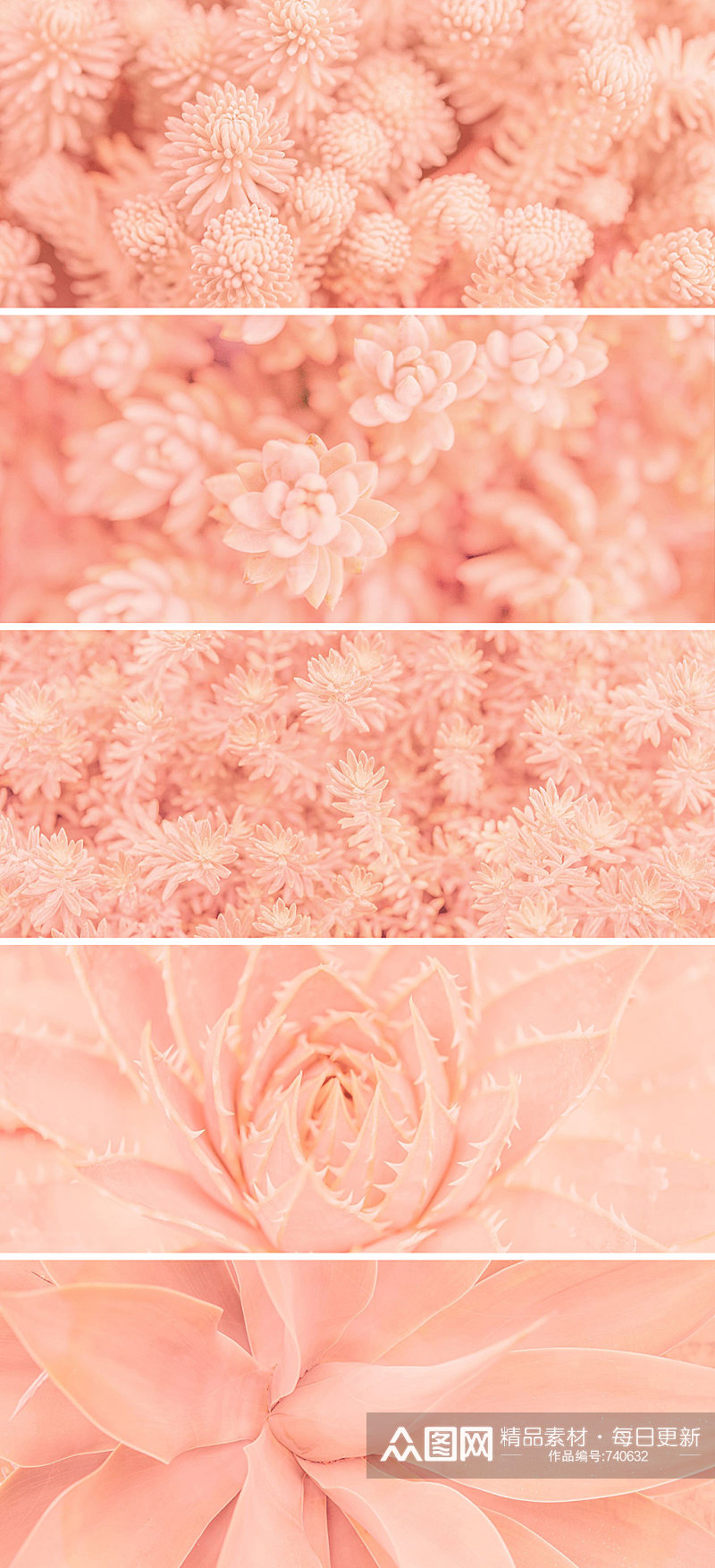 梦幻浪漫粉色多肉植物高清背景图素材