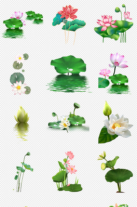 小清新荷花荷叶png免抠素材