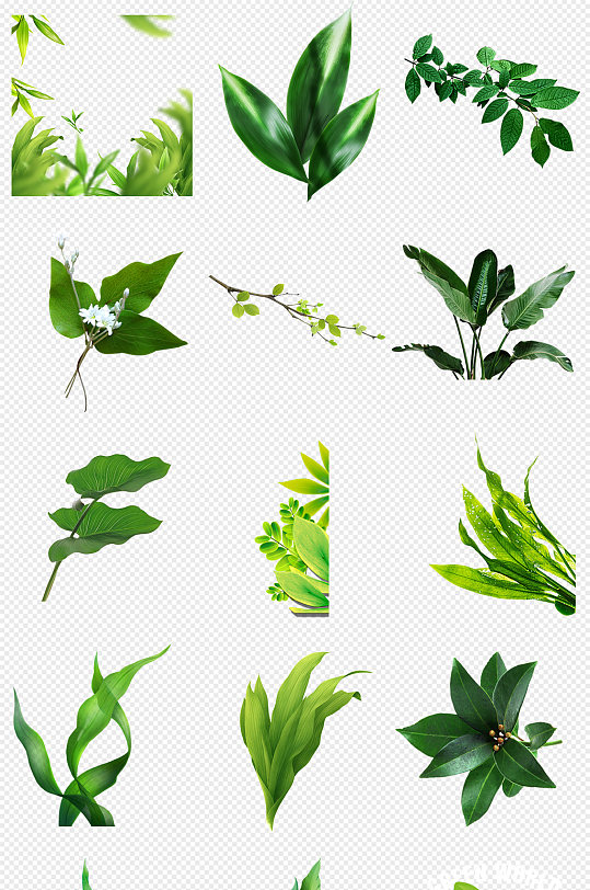 大自然绿色植物绿色叶子PNG免抠素材