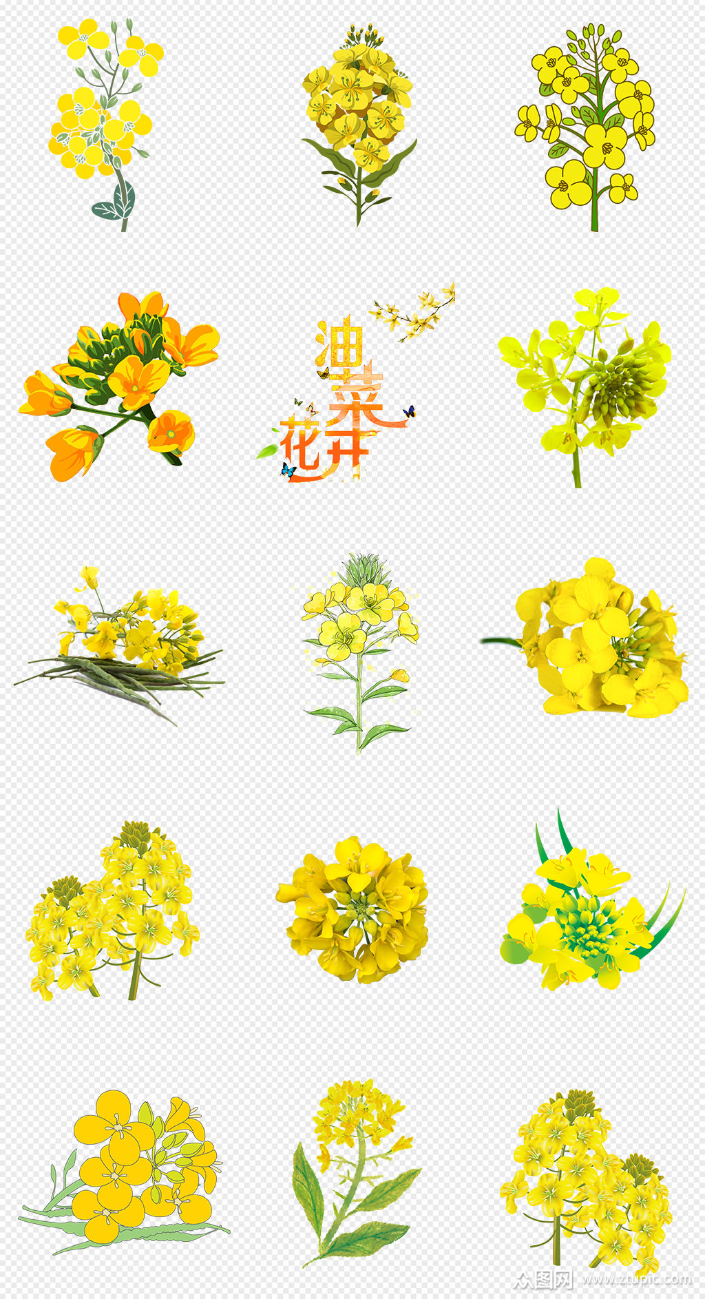 黄色油菜花png免抠素材