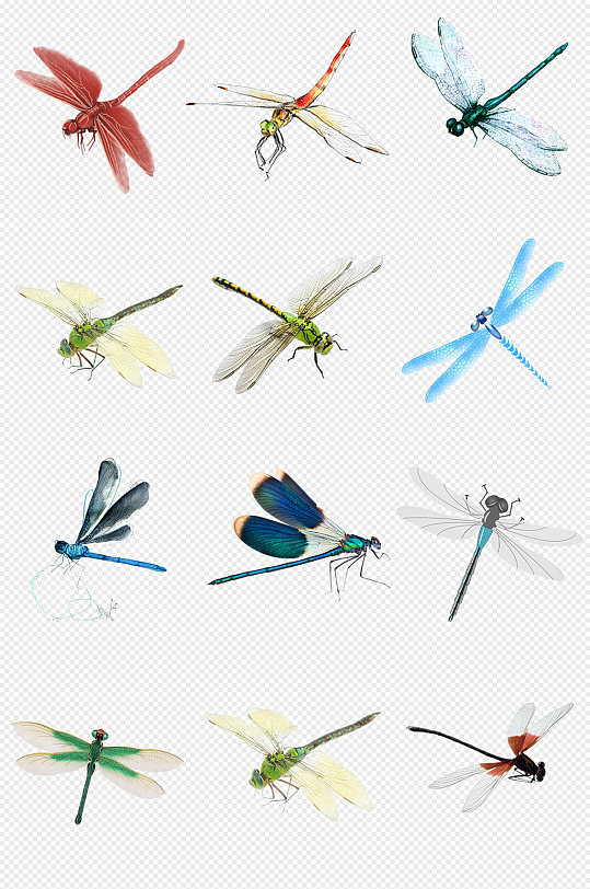 蜻蜓PNG免抠素材