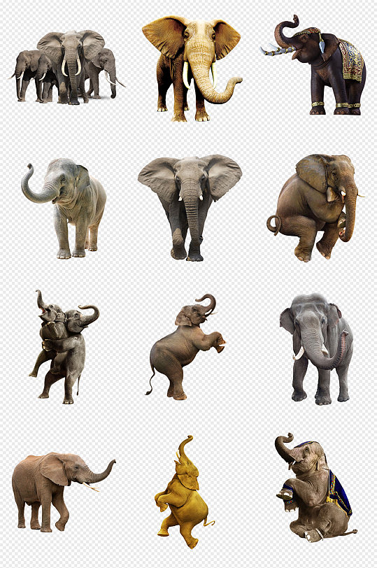 大象动物生物行走的大象PNG免抠素材