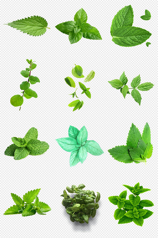 薄荷绿色薄荷叶png免抠素材