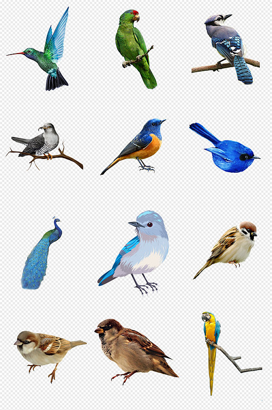 孔雀鸟类图片-孔雀鸟类素材下载-众图网