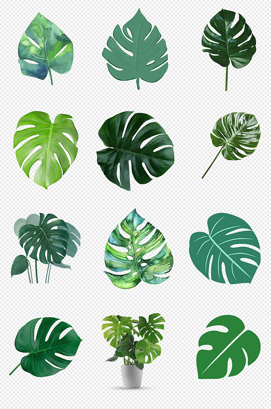 龟背竹绿叶绿色植物png免抠素材