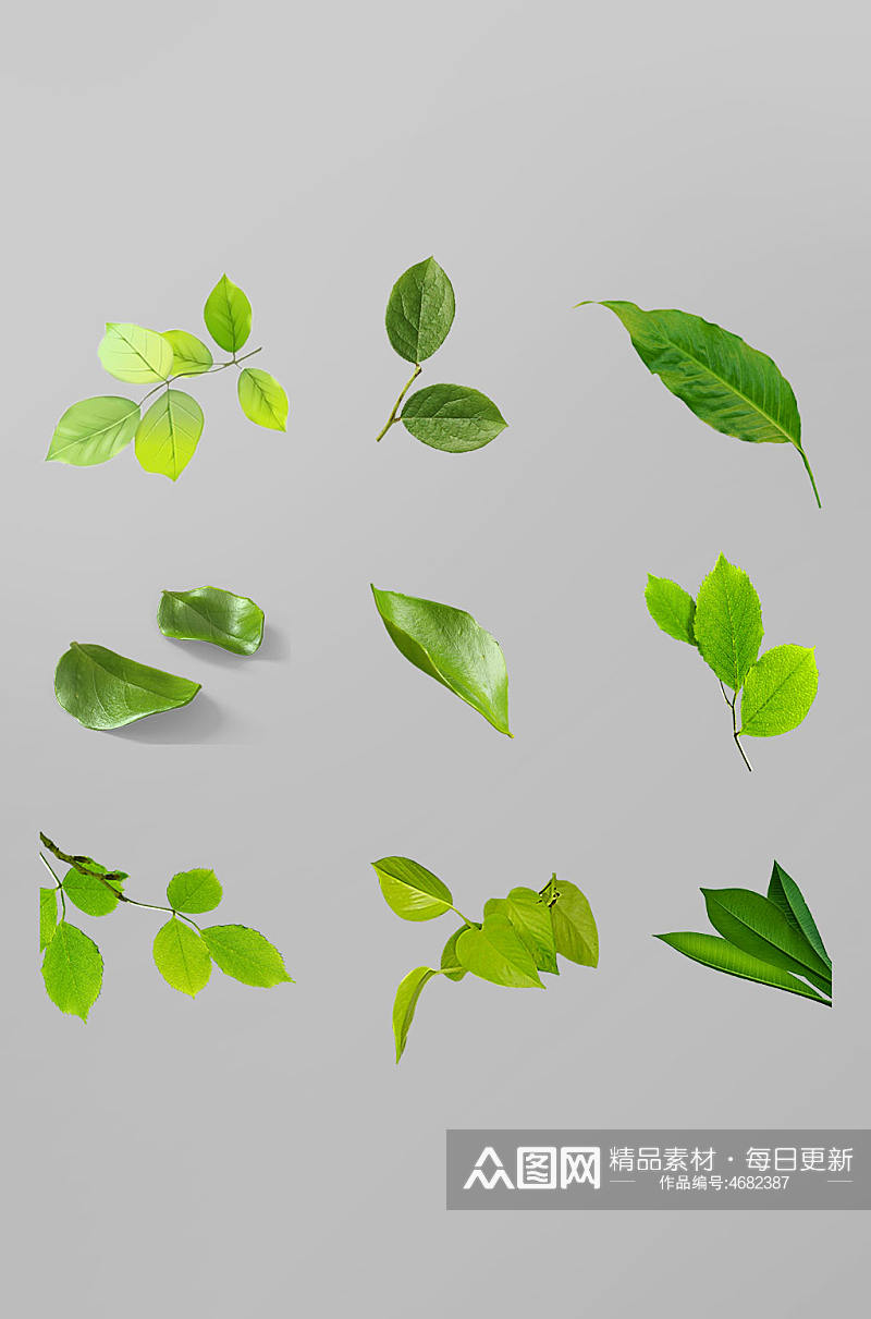 清新树叶植物绿茶植绿叶子免抠元素素材