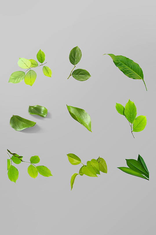 清新树叶植物绿茶植绿叶子免抠元素
