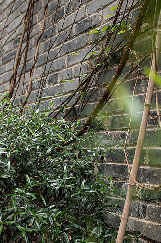石头城墙攀藤植物风景摄影图素材