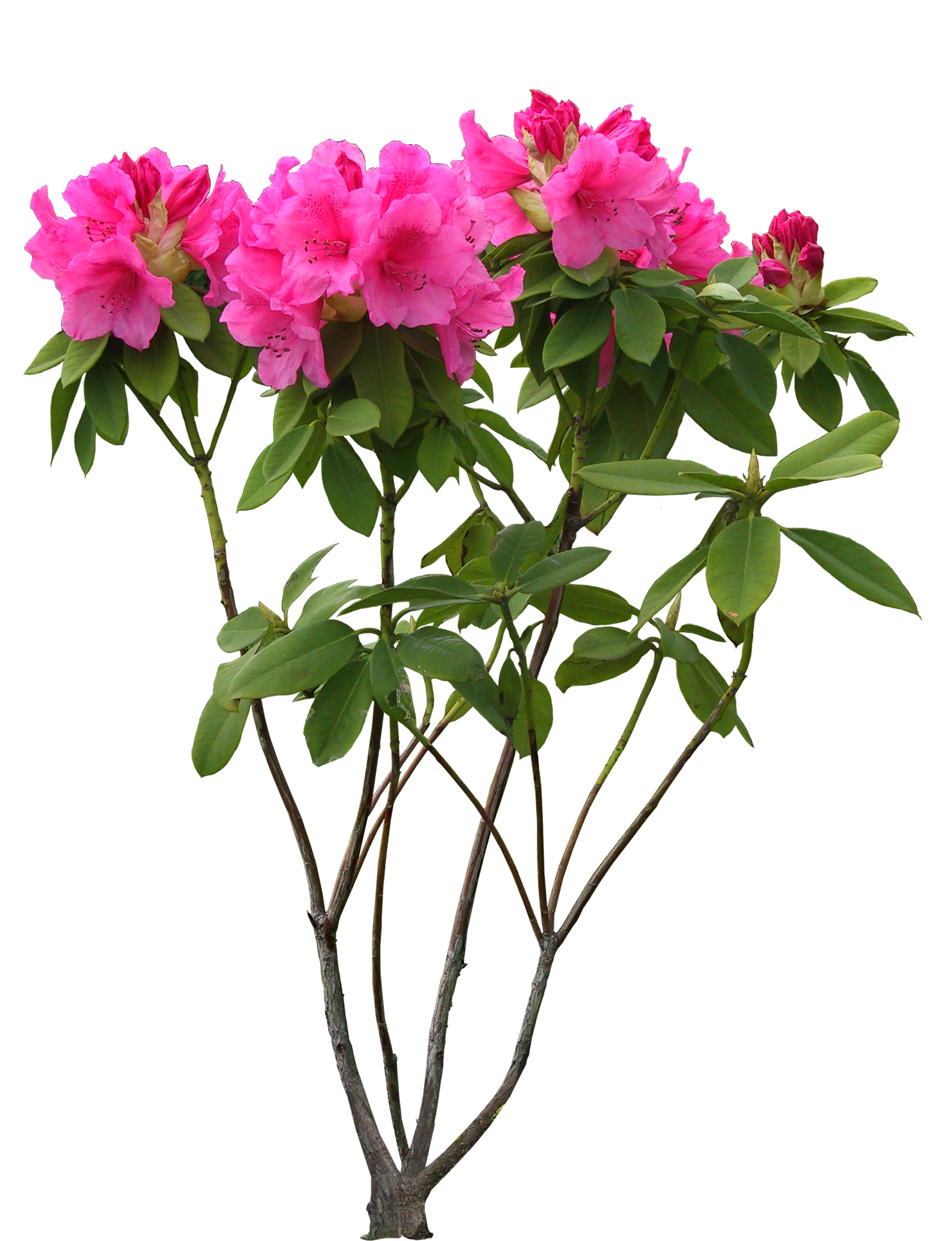 春天盛开的鲜花卉杜鹃花png免扣素素材