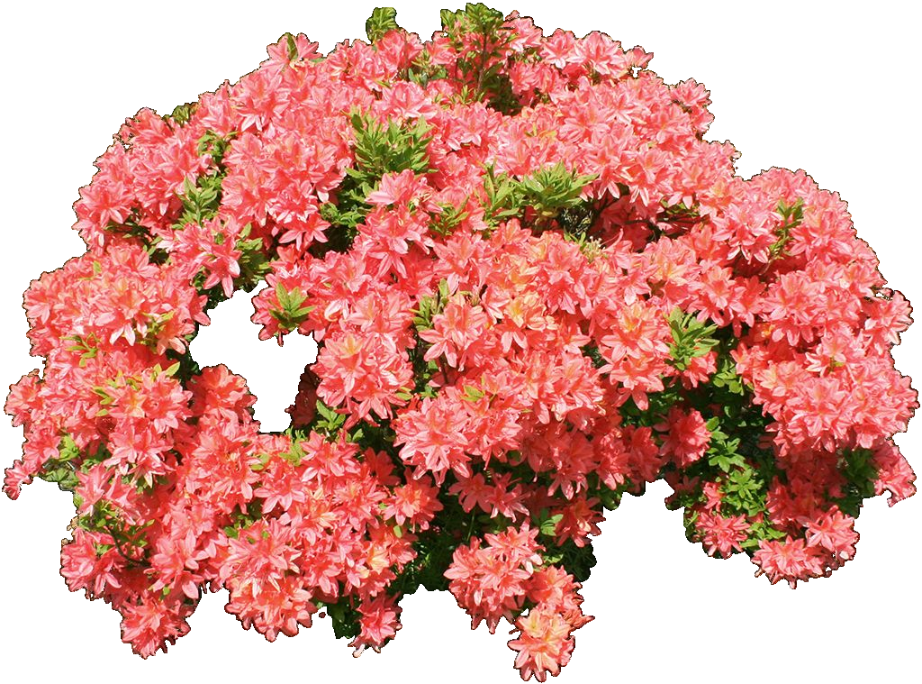 春天盛开的鲜花卉杜鹃花png免扣素材