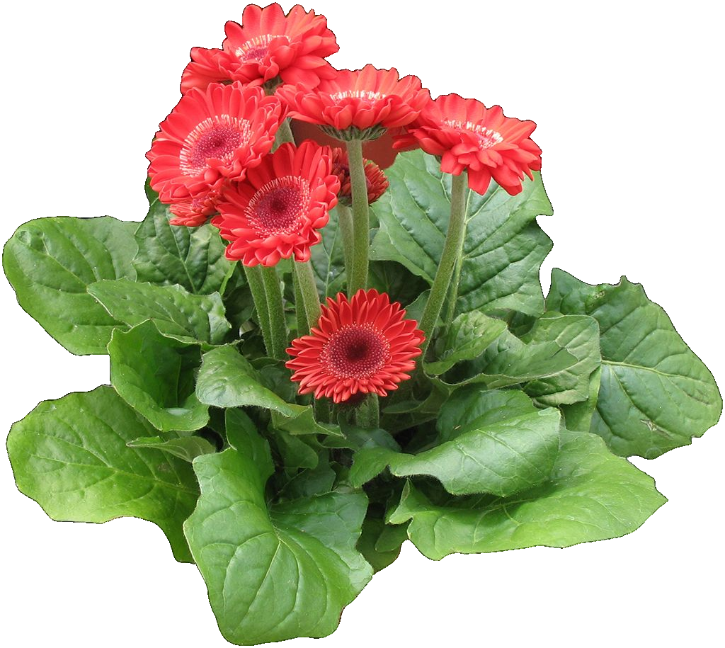 春天盛开的鲜花卉非洲菊png免扣素材素材