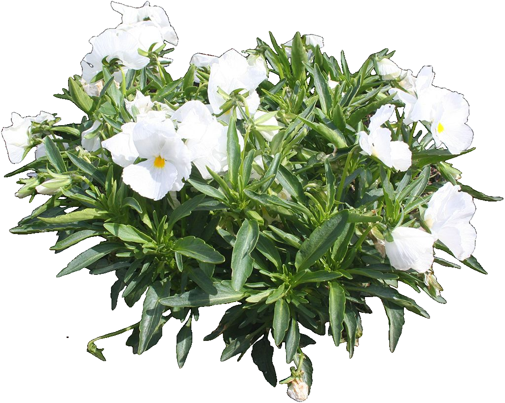 春天盛开的植物绿植鲜花卉png免扣素素材