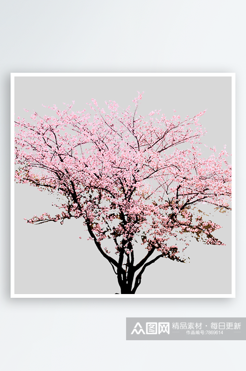 春天粉色樱花树花瓣花朵素材
