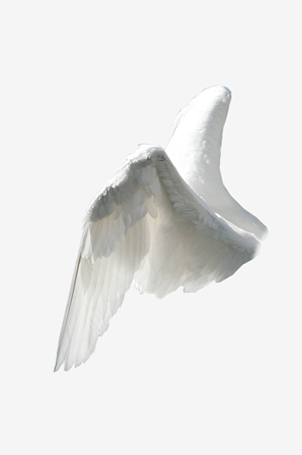 唯美天使翅膀白色羽毛免抠素材