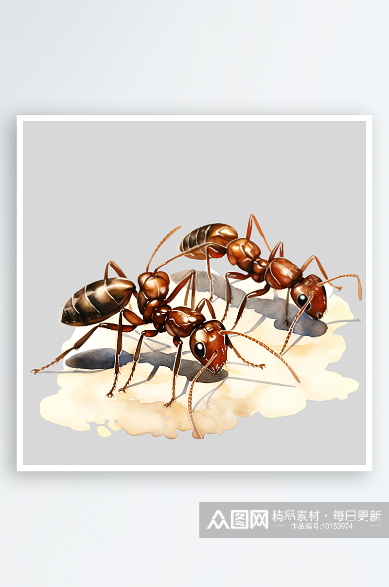 昆虫蚂蚁PNG免扣素材素材