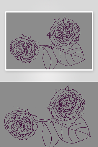 紫色玫瑰花叶子线条手绘插画PNG透明图