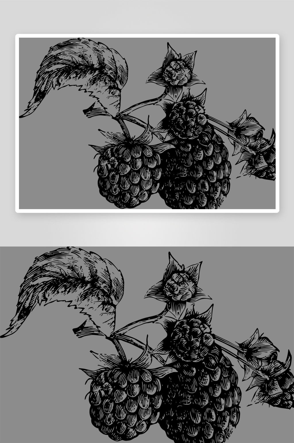 复古手绘素描花卉花朵水果免扣素材素材