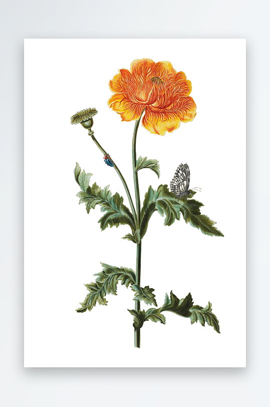 复古绿植物花卉插画PNG免扣素材