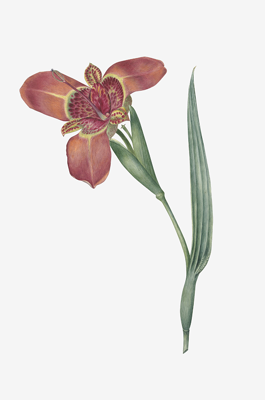 复古绿植物花卉插画PNG免扣素材