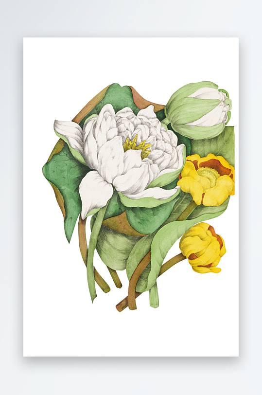 复古绿植物花卉插画PNG免扣素材