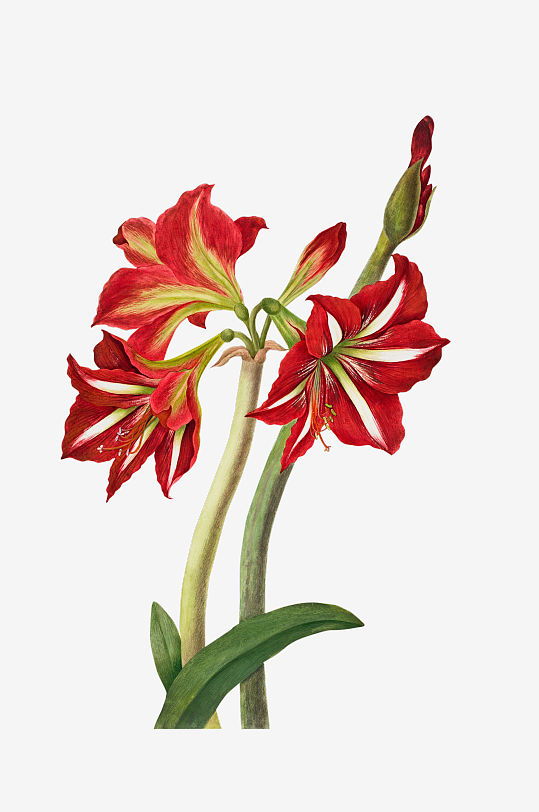 复古绿植物花卉插画PNG免扣素材