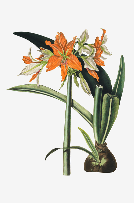 复古绿植物花卉插画PNG免扣素材