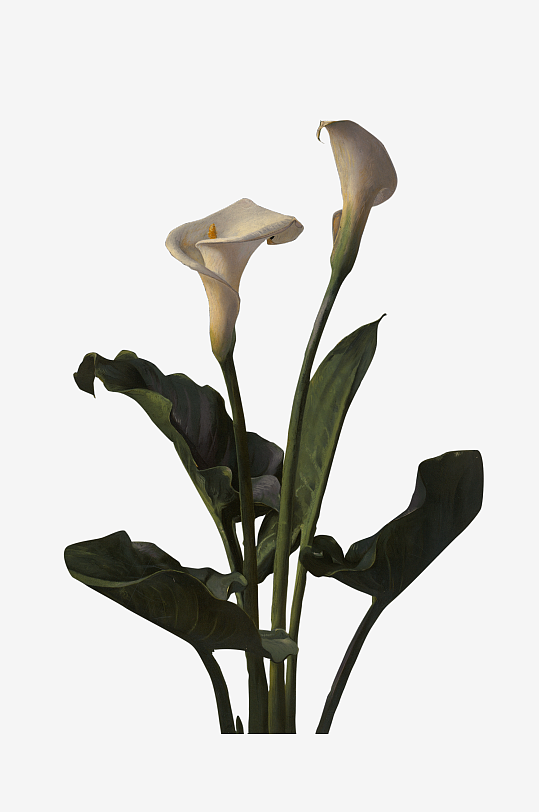 复古绿植物花卉插画PNG免扣素材