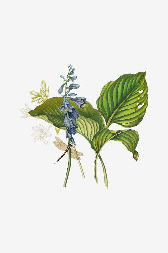 复古绿植物花卉插画PNG免扣素材