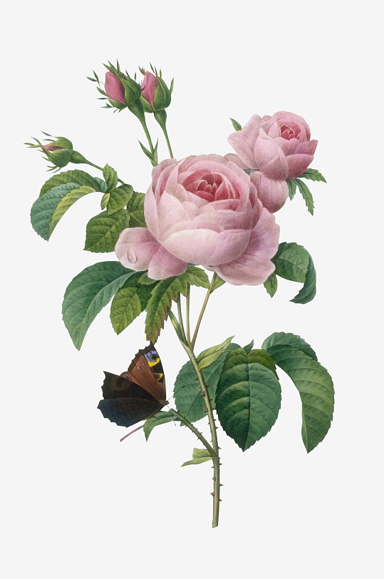 复古绿植物花卉插画PNG免扣素材