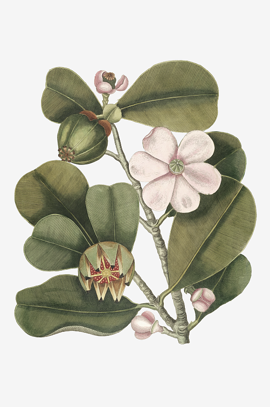 复古绿植物花卉插画PNG免扣素材