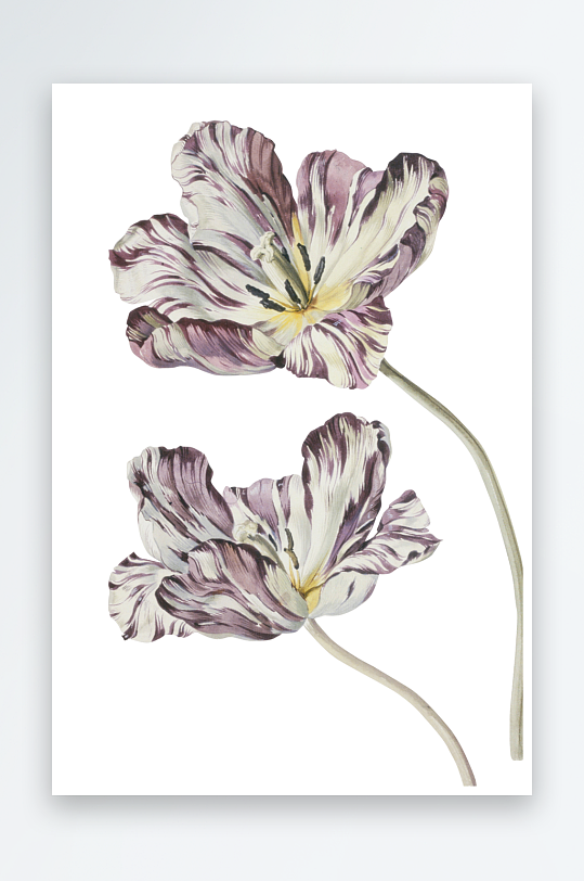 复古绿植物花卉插画PNG免扣素材