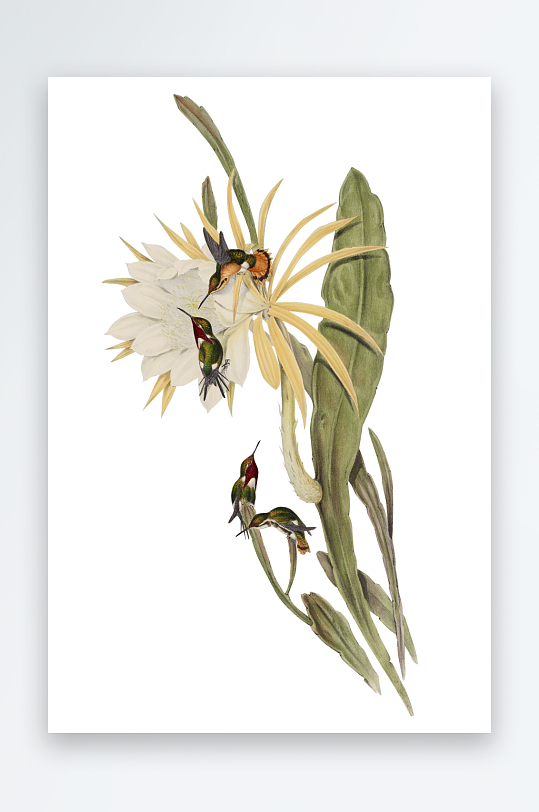 复古绿植物花卉插画PNG免扣素材