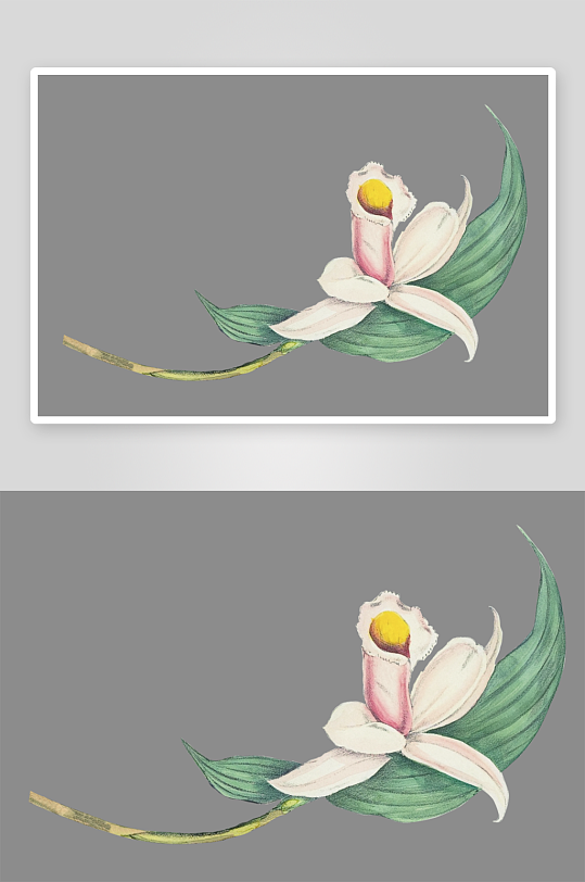 复古绿植物花卉插画PNG免扣素材