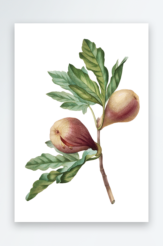 复古绿植物花卉插画PNG免扣素材