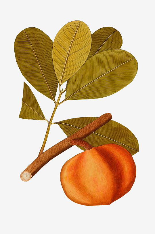 复古绿植物花卉插画PNG免扣素材