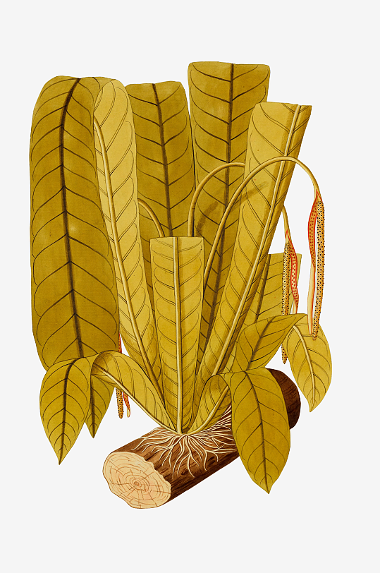 复古绿植物花卉插画PNG免扣素材