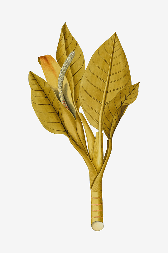 复古绿植物花卉插画PNG免扣素材