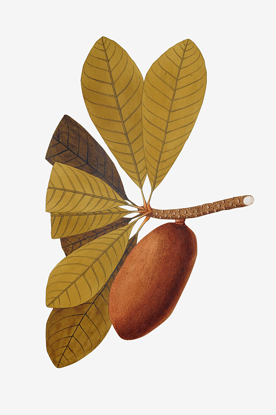 复古绿植物花卉插画PNG免扣素材