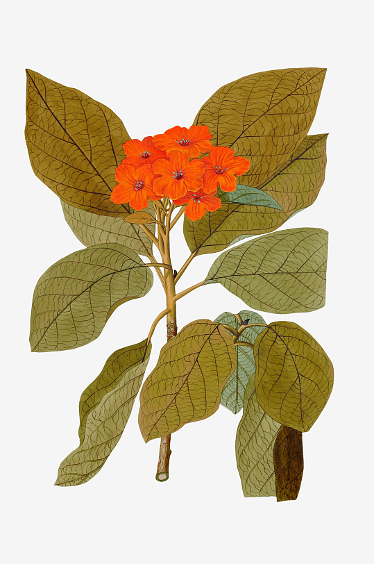 复古绿植物花卉插画PNG免扣素材