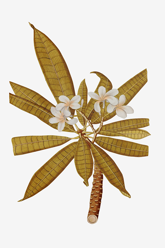 复古绿植物花卉插画PNG免扣素材
