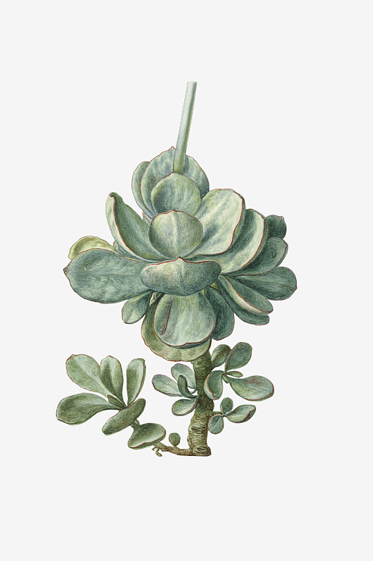复古绿植物花卉插画PNG免扣素材