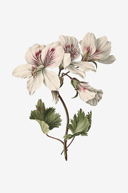 复古绿植物花卉插画PNG免扣素材