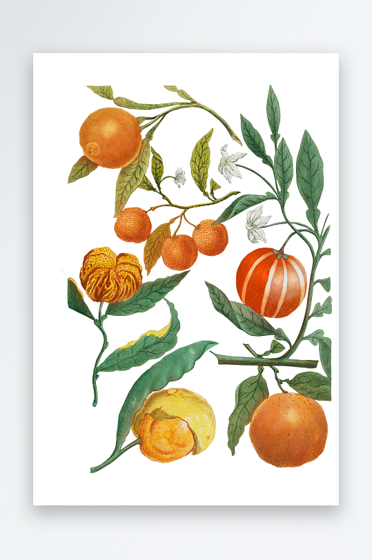 复古绿植物花卉插画PNG免扣素材