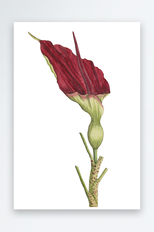 复古绿植物花卉插画PNG免扣素材