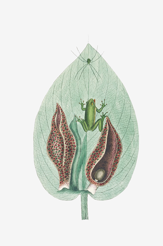 复古绿植物花卉插画PNG免扣素材