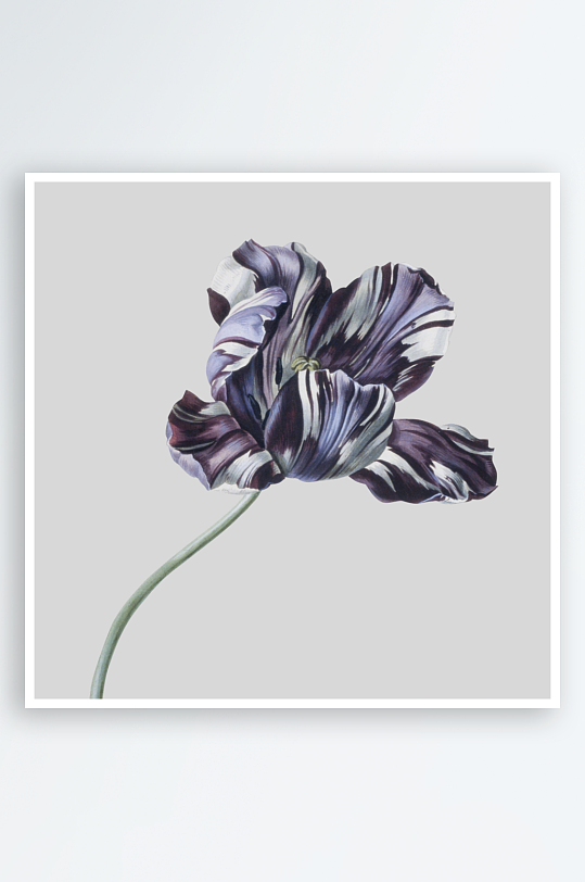 复古绿植物花卉插画PNG免扣素材