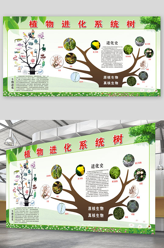 植物进化系统树展板