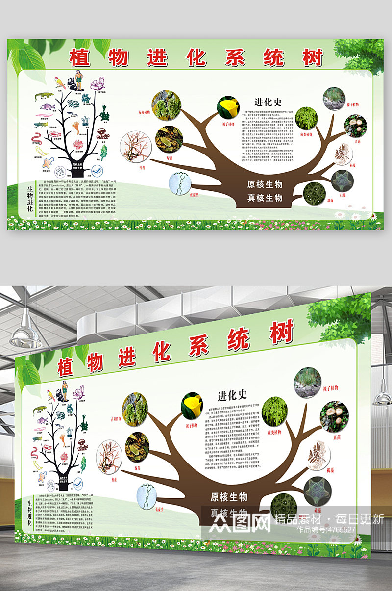 植物进化系统树展板素材