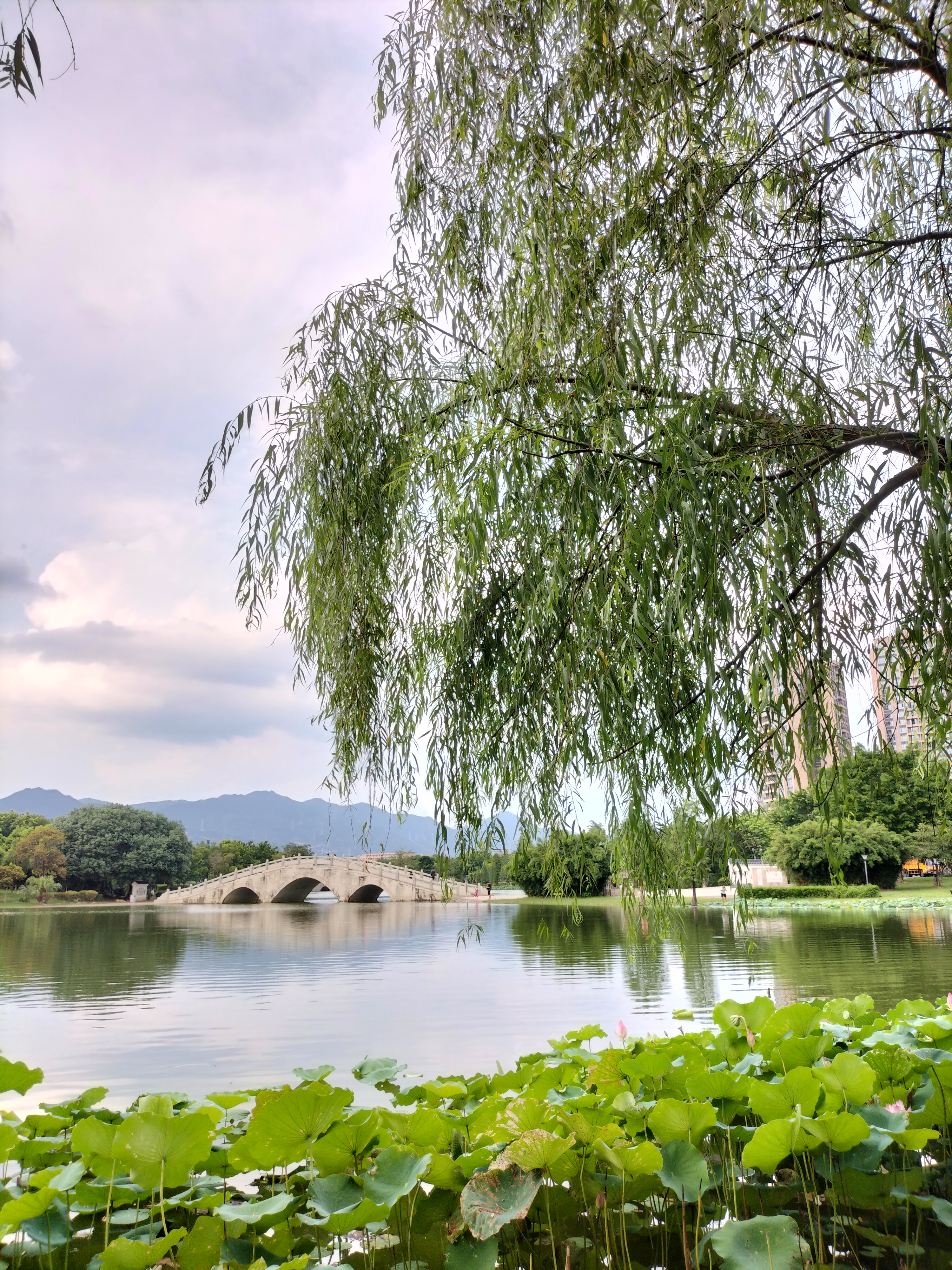 大自然植物风景区柳树素材