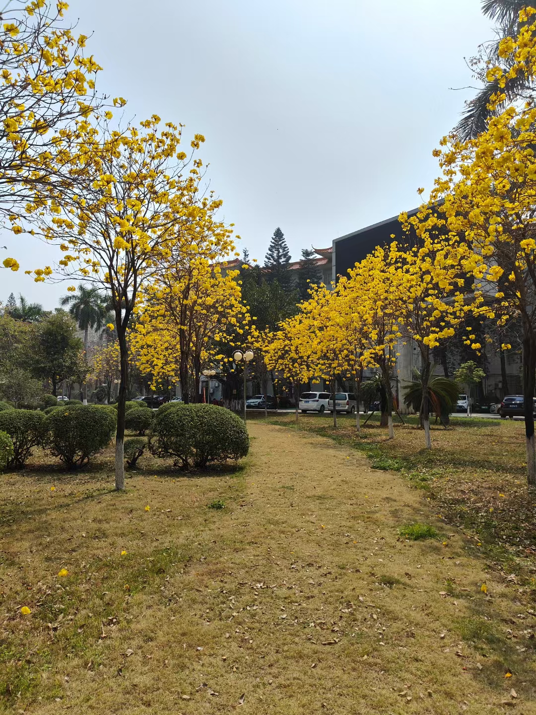金黄色风铃树木黄花落叶素材